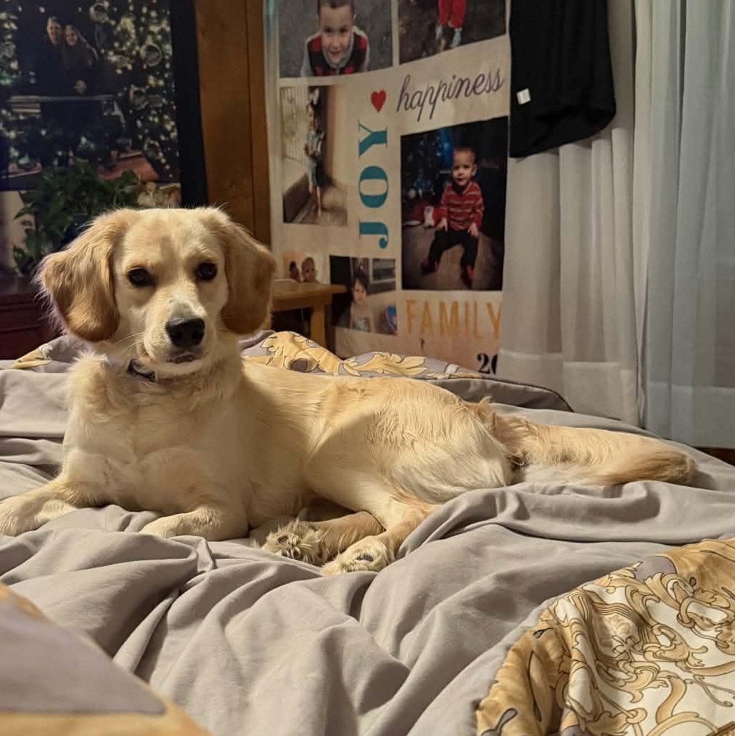 Enlarge Pixie, a Adopted mixed breed in Middletown, NJ image 1/2