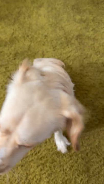 Enlarge Pixie, a Adopted mixed breed in Middletown, NJ video 2/2