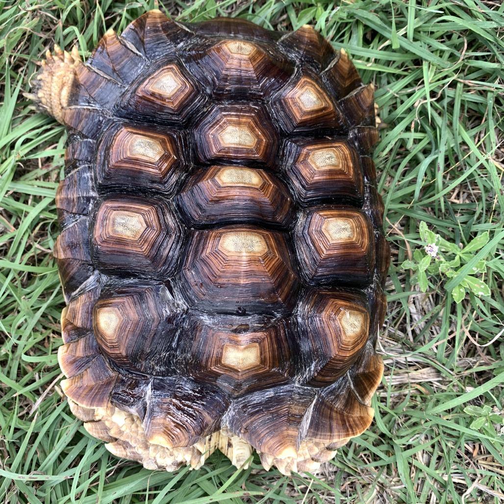 Enlarge Anna Mae, a Adoptable Sulcata in San Marcos, TX image 1/4