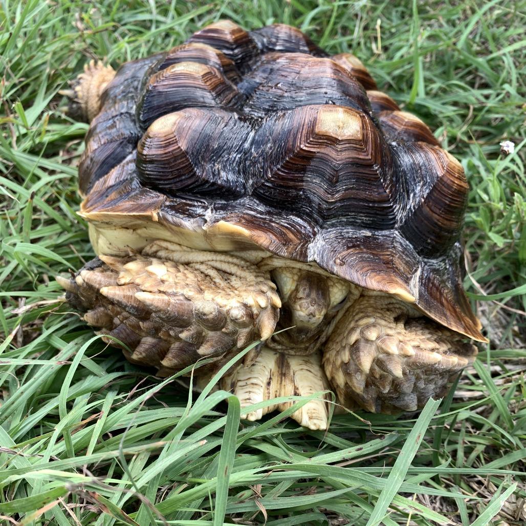 Enlarge Anna Mae, a Adoptable Sulcata in San Marcos, TX image 2/4
