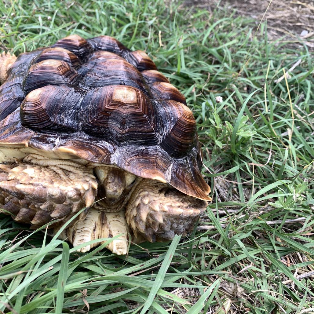 Enlarge Anna Mae, a Adoptable Sulcata in San Marcos, TX image 3/4