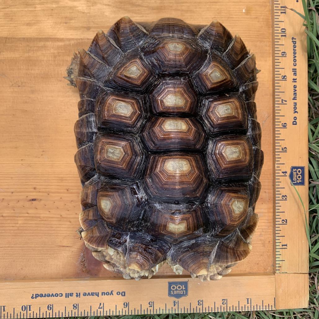 Enlarge Anna Mae, a Adoptable Sulcata in San Marcos, TX image 4/4
