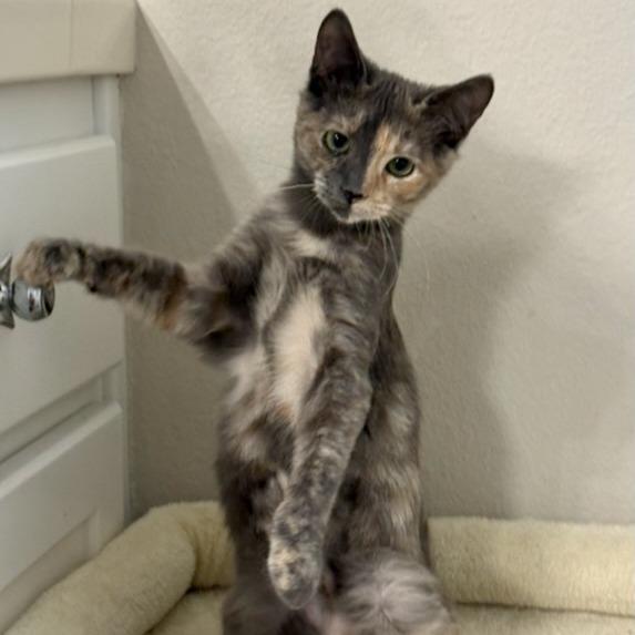 Sapphire, Adoptable, Kitten Female Domestic Short Hair.