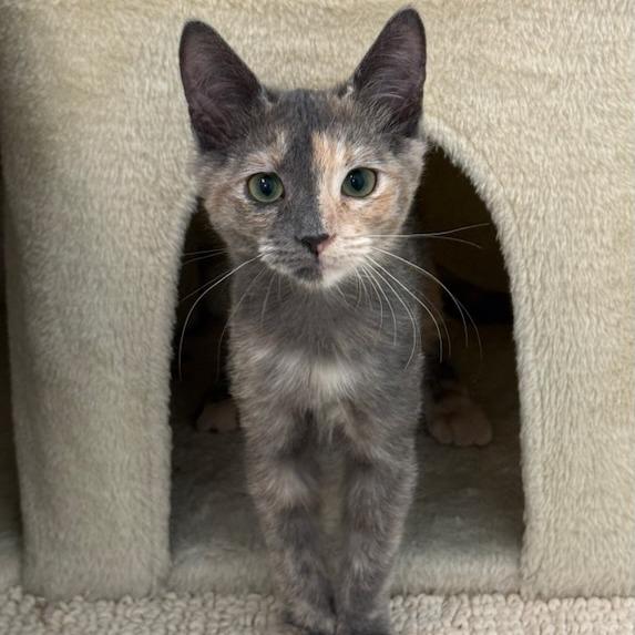 Enlarge Sapphire, a Adoptable Domestic Short Hair in Pleasanton, CA image 2/2