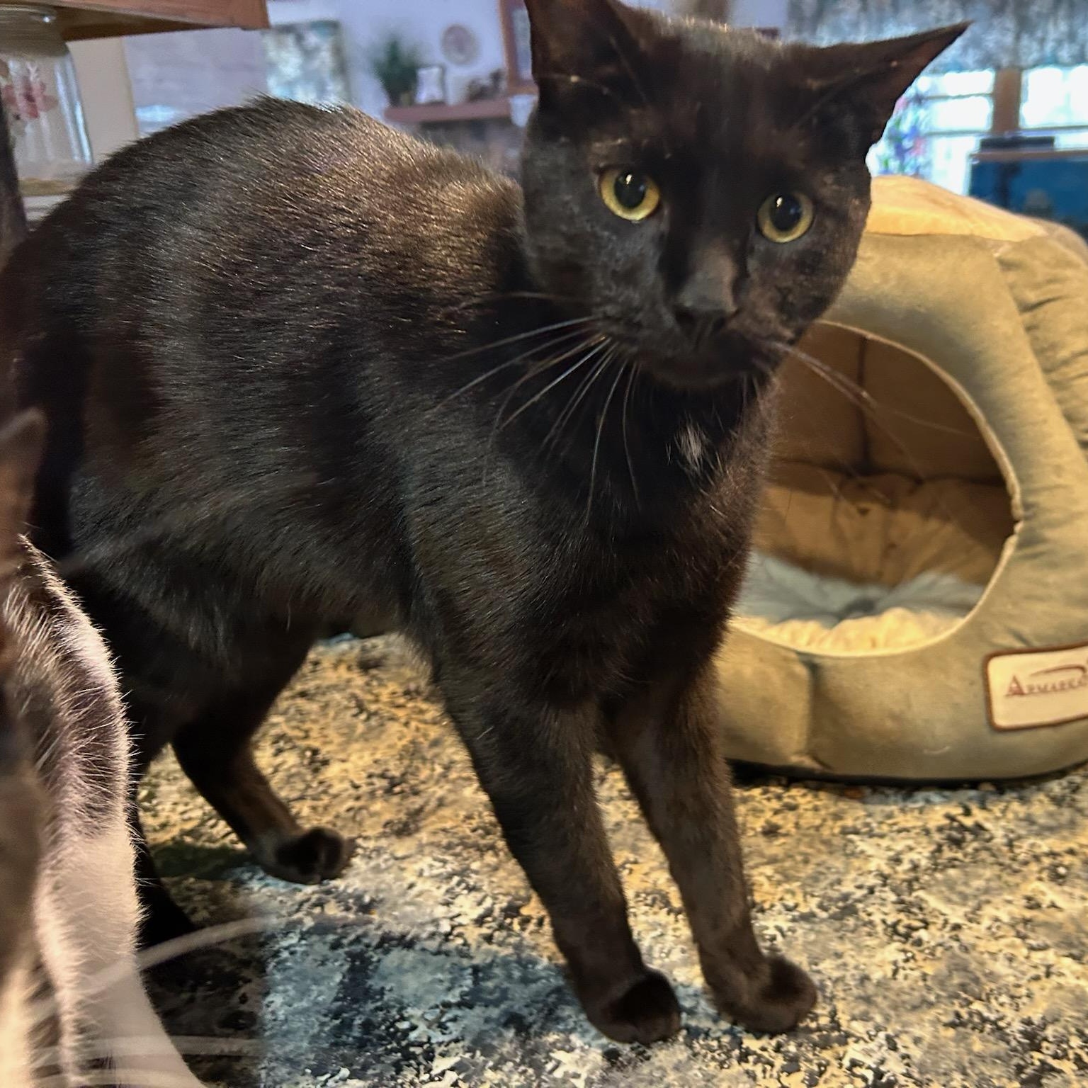 ZHIMM, Adoptable, Young Male Bombay.