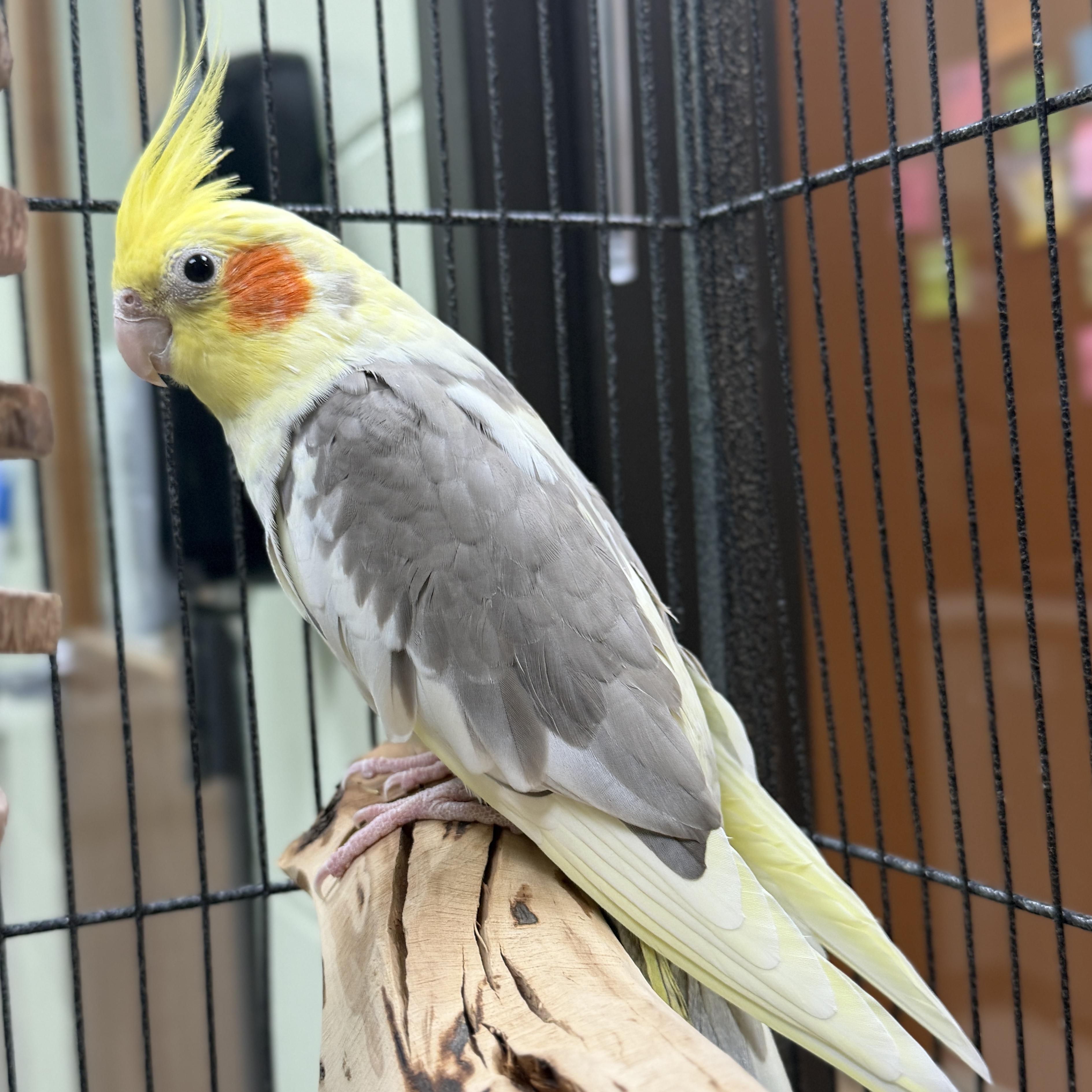 Enlarge Sunny, a ADOPTABLE Parakeet (Other) in Jefferson, WI image 2/3