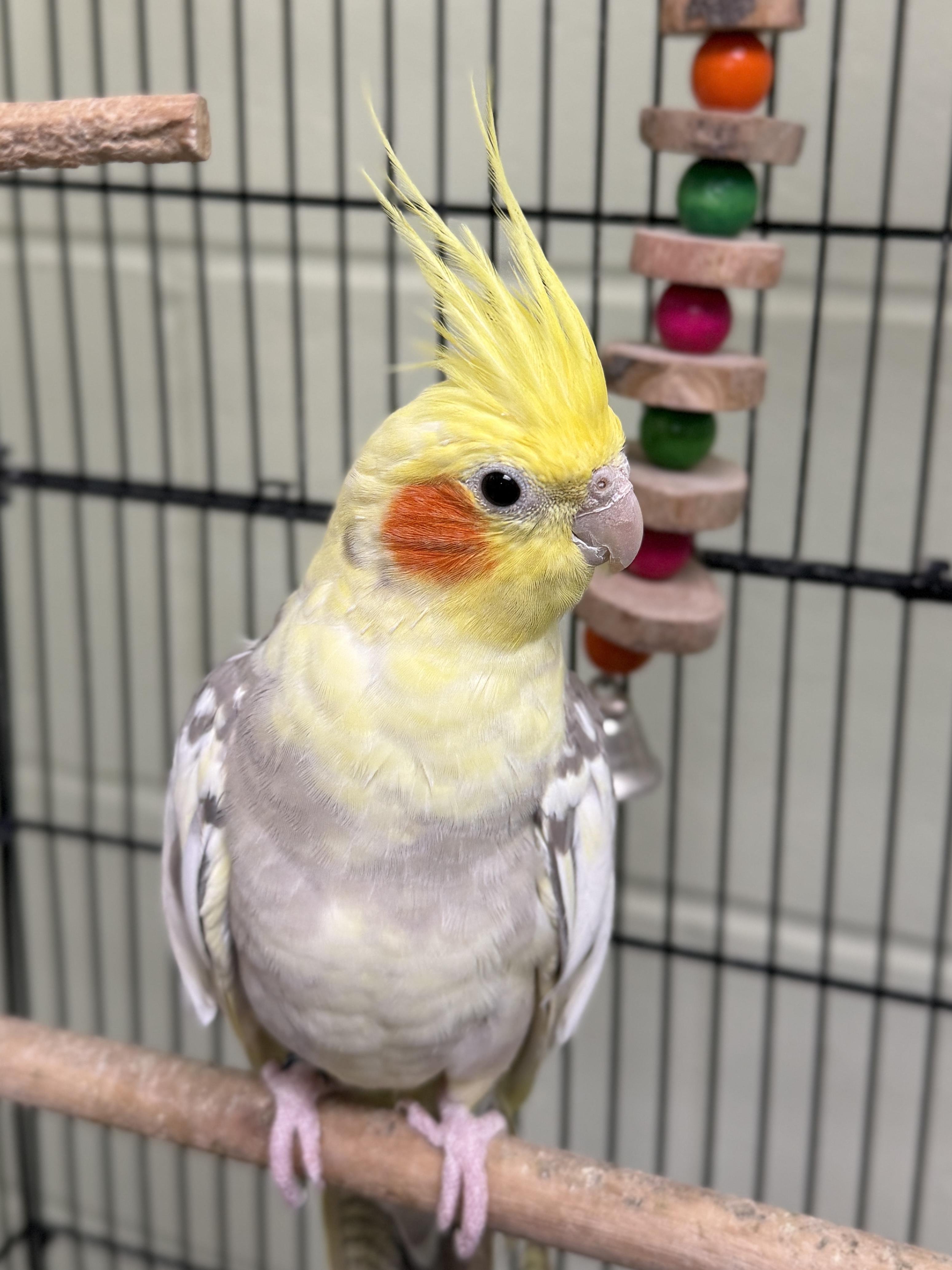 Enlarge Sunny, a ADOPTABLE Parakeet (Other) in Jefferson, WI image 3/3