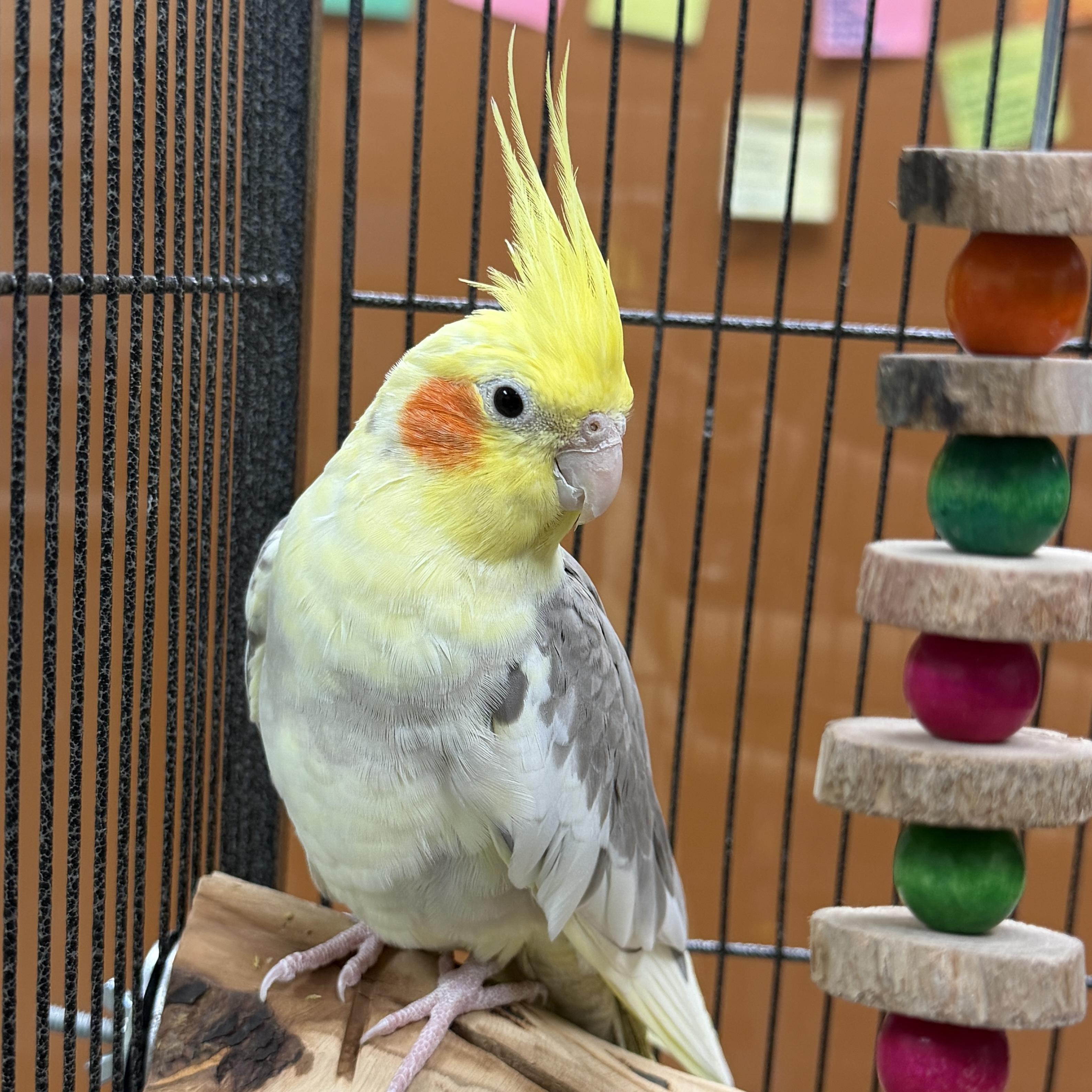 Sunny, ADOPTABLE, Adult Female Parakeet (Other).