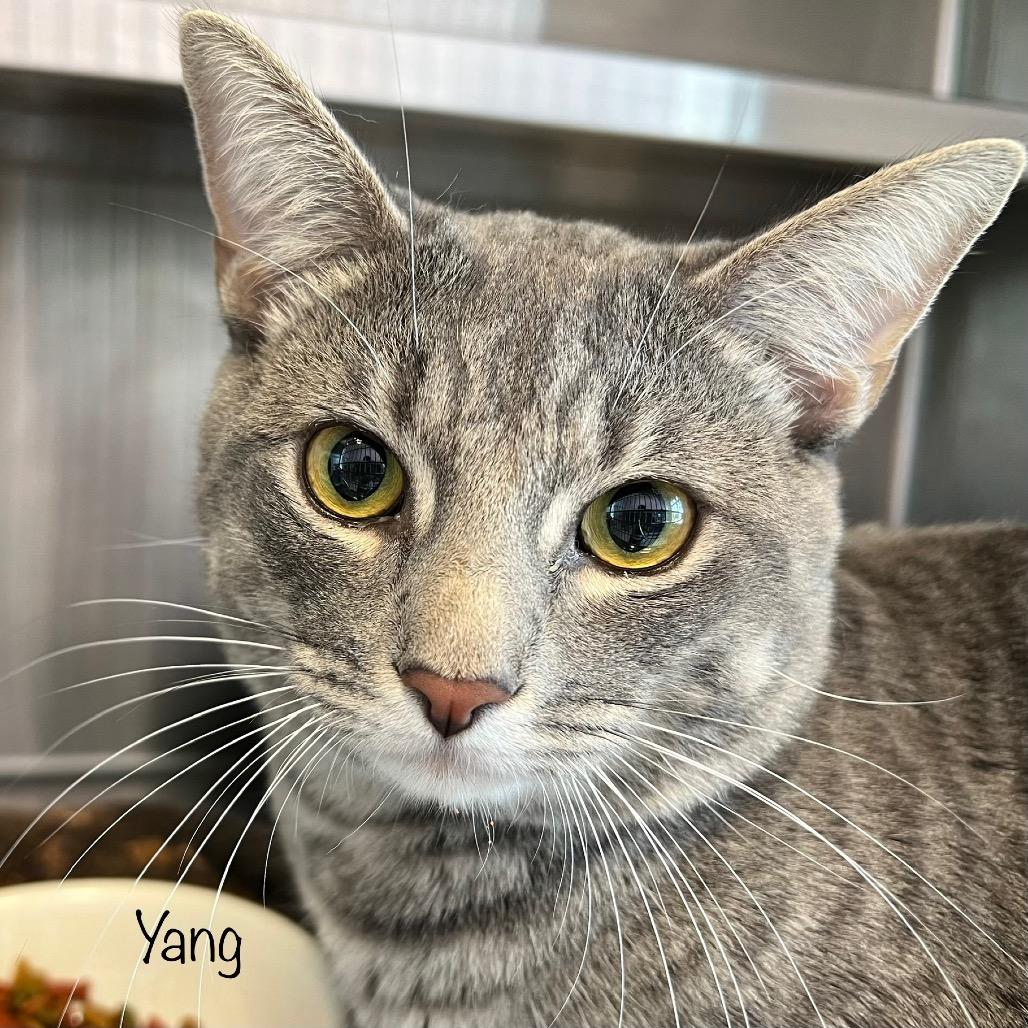 Yang, Adoptable, Young Male Domestic Short Hair & Domestic Short Hair.