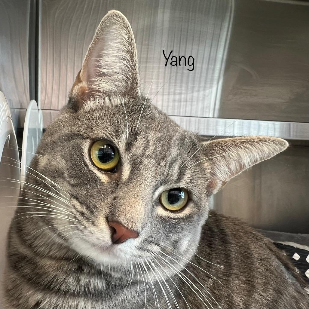 Enlarge Yang, a Adoptable mixed breed in Madisonville, TN image 2/4
