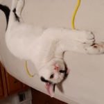 Enlarge Travis, a Adoptable Domestic Short Hair in St. Charles, IL image 2/6