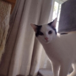 Enlarge Travis, a Adoptable Domestic Short Hair in St. Charles, IL image 5/6