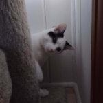 Enlarge Travis, a Adoptable Domestic Short Hair in St. Charles, IL image 3/6