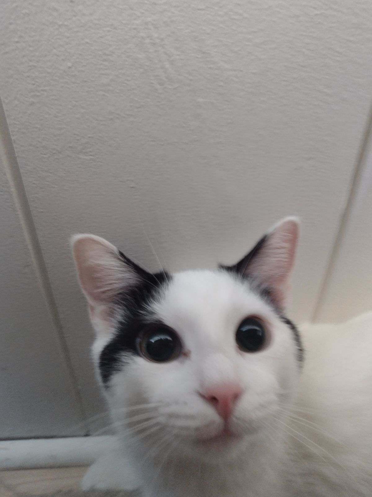 Enlarge Travis, a Adoptable Domestic Short Hair in St. Charles, IL image 1/6