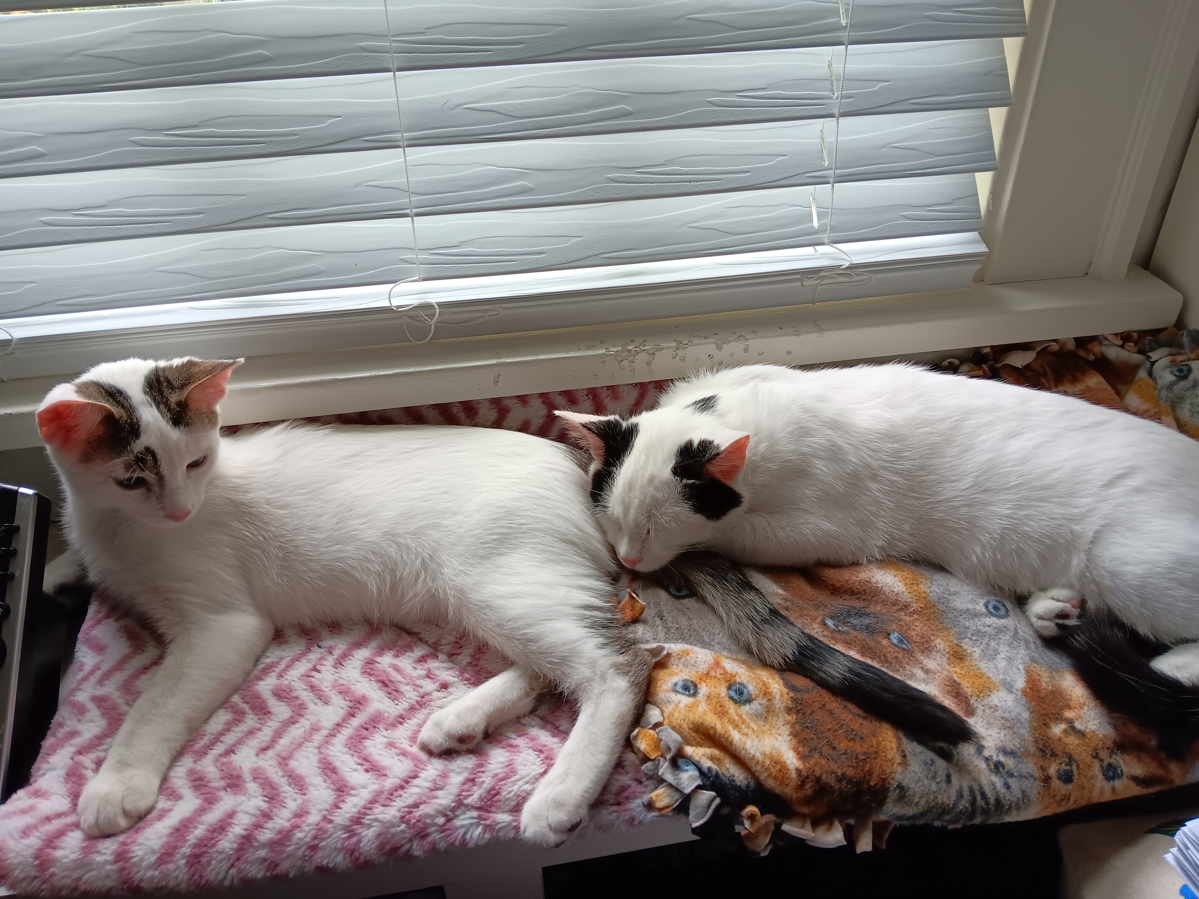 Enlarge Travis, a Adoptable Domestic Short Hair in St. Charles, IL image 6/6