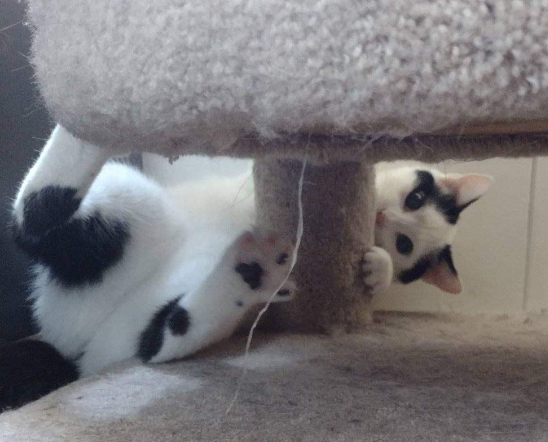 Enlarge Travis, a Adoptable Domestic Short Hair in St. Charles, IL image 4/6