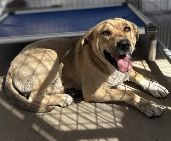 Conrad, Adoptable, Young Male Shepherd.