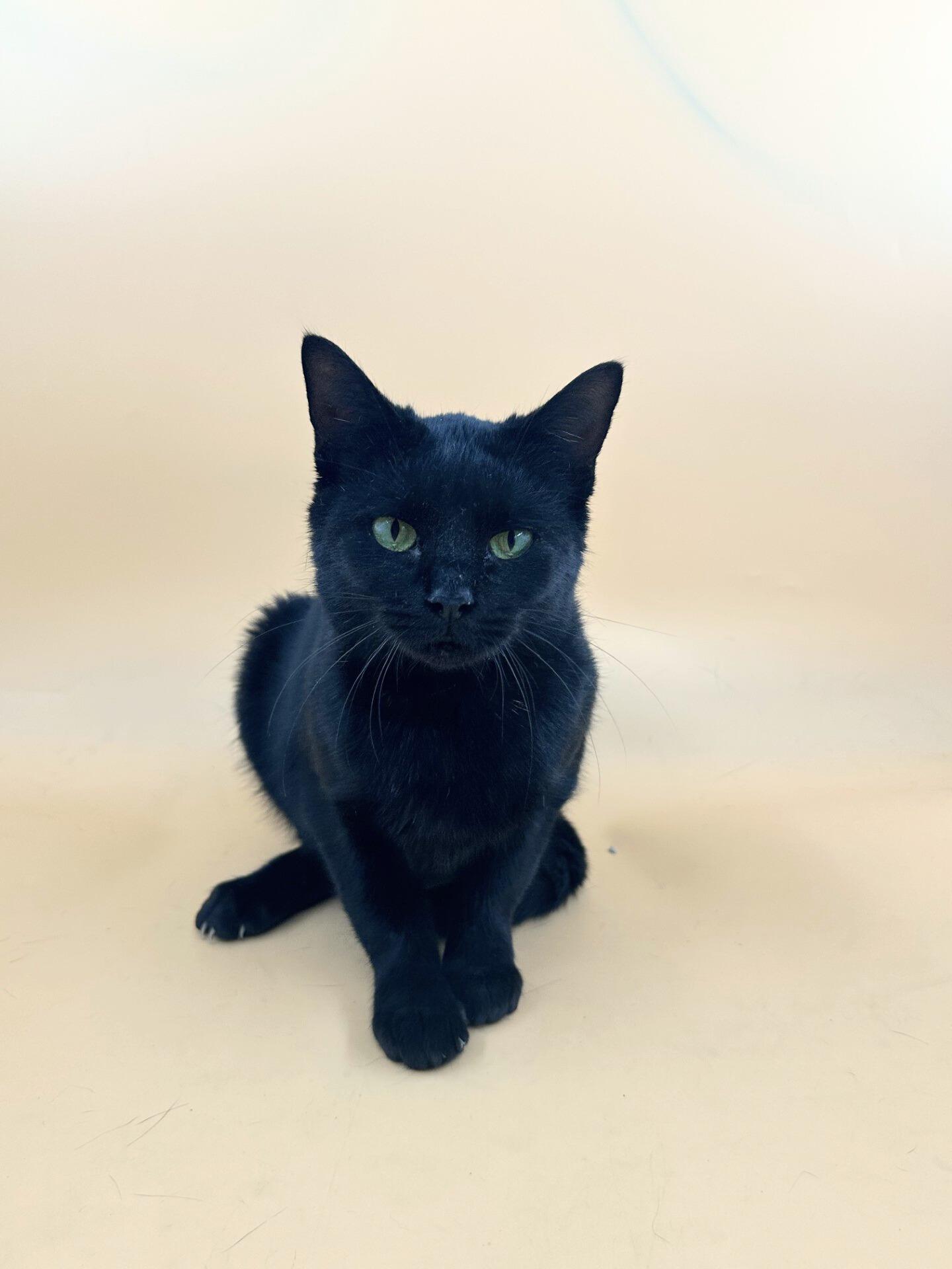 Enlarge Baked Potato , a ADOPTABLE Domestic Short Hair in Dahlonega, GA image 1/1