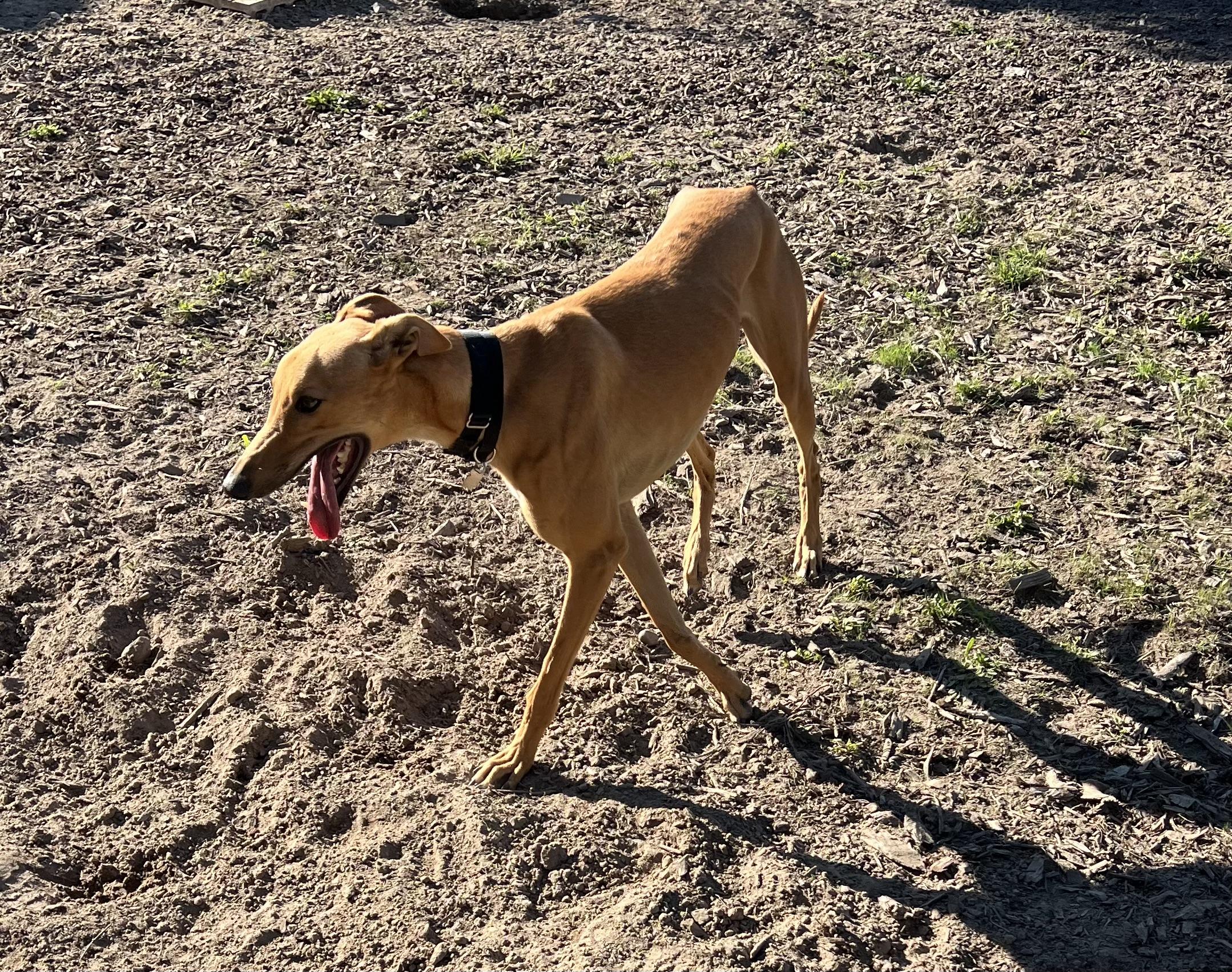 Javier, Adoptable, Young Male Greyhound.