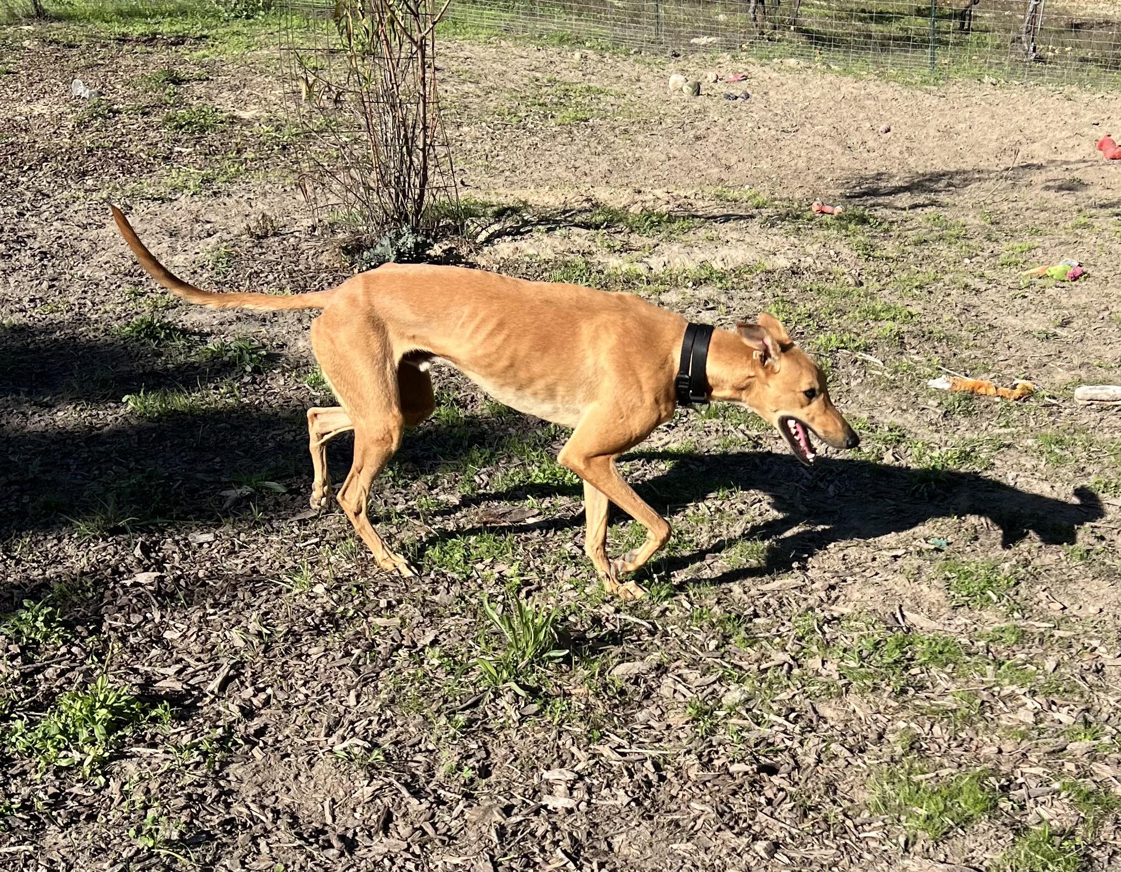 Javier, a Adoptable Greyhound image 2/2