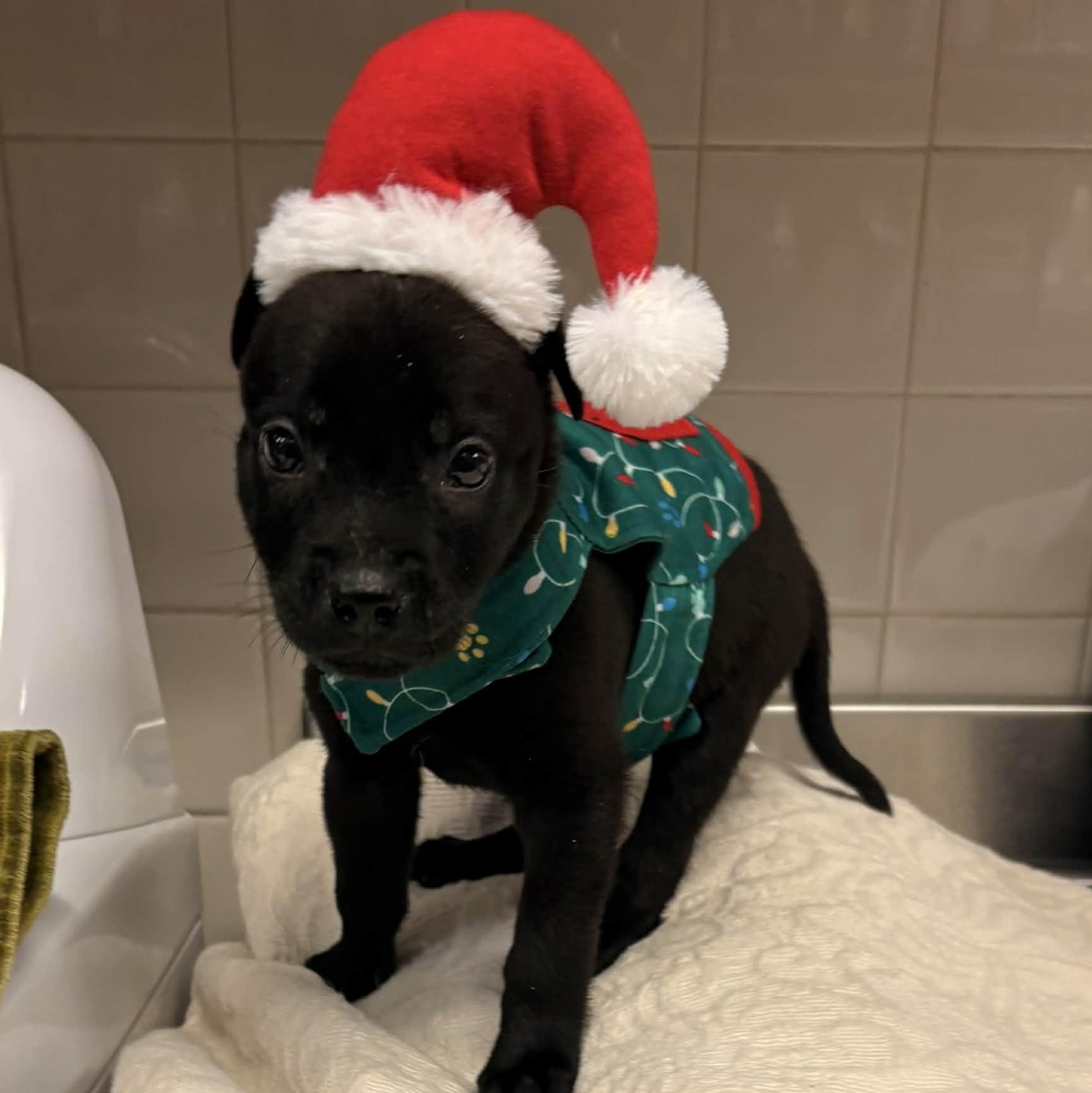 Pepper — thumbnail 2