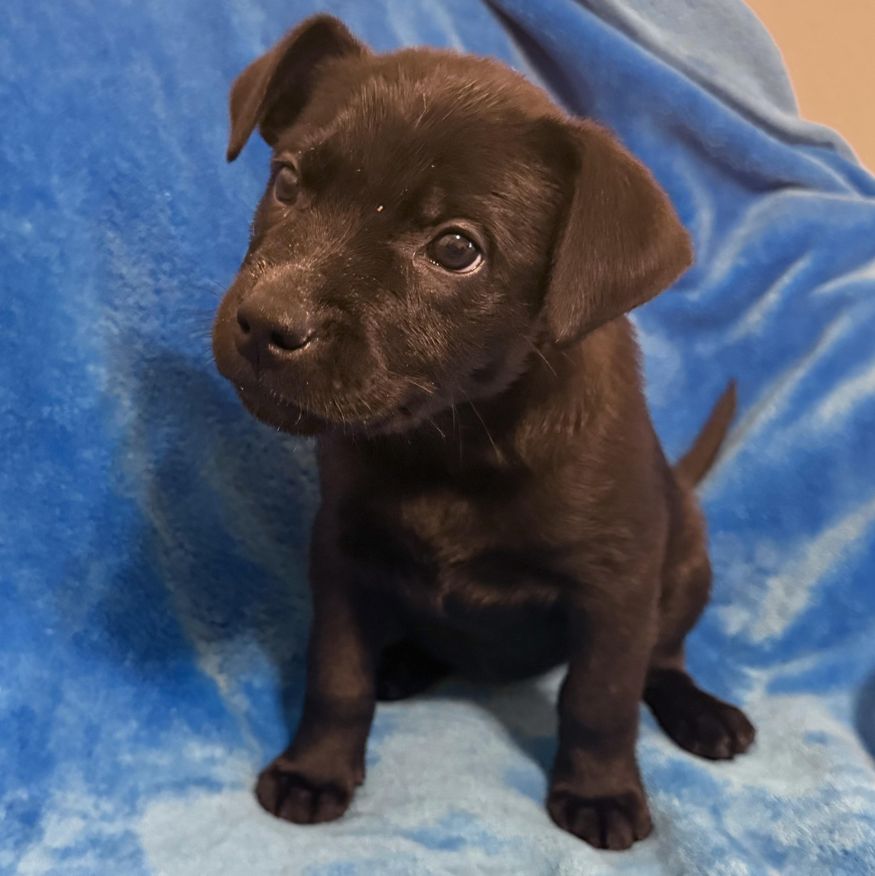 Pepper — thumbnail 3