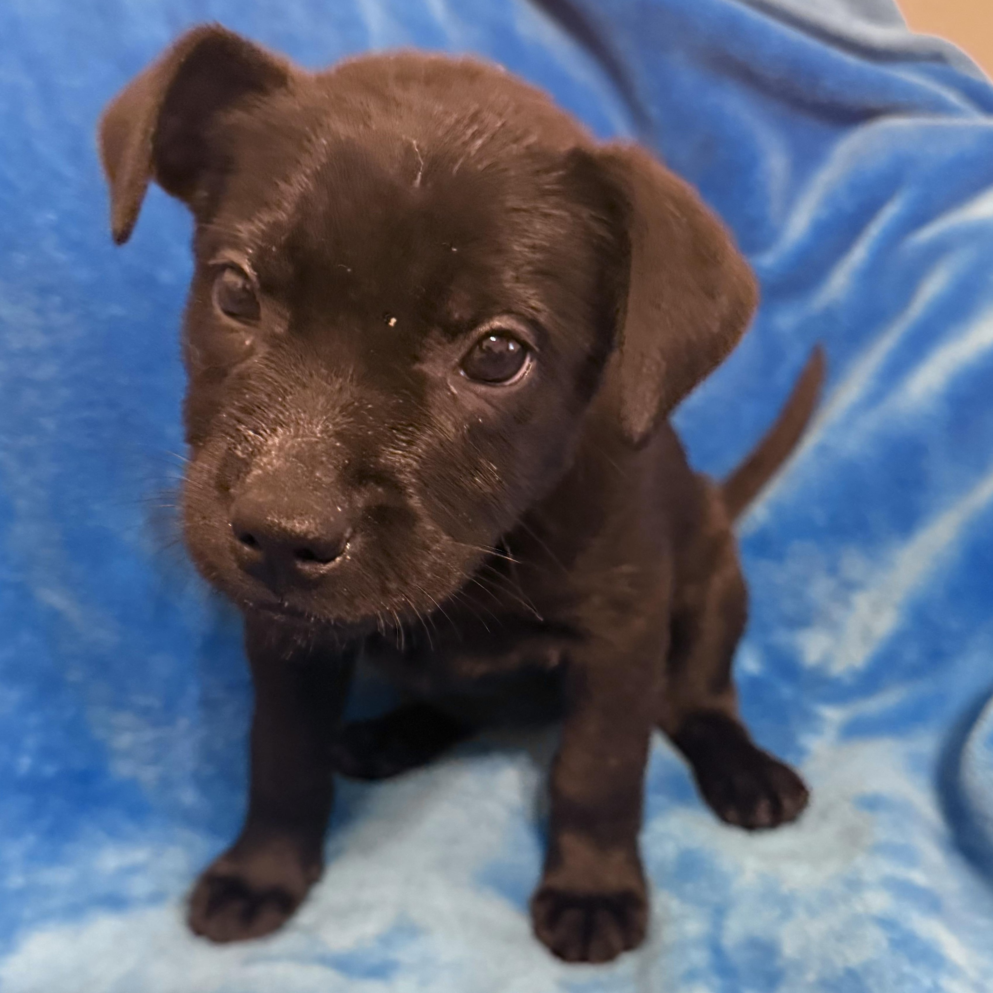 Pepper — thumbnail 5