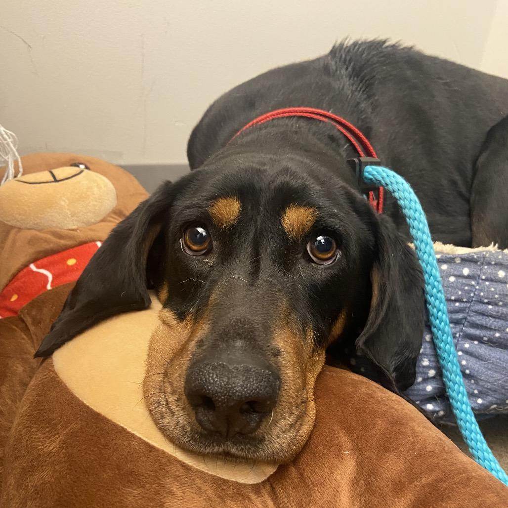 Enlarge Maggie, a Adoptable Hound in Chattanooga, TN image 1/3