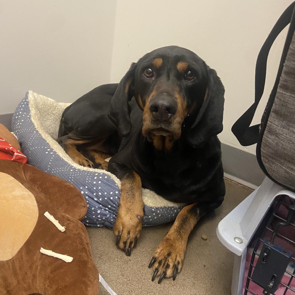 Enlarge Maggie, a Adoptable Hound in Chattanooga, TN image 2/3