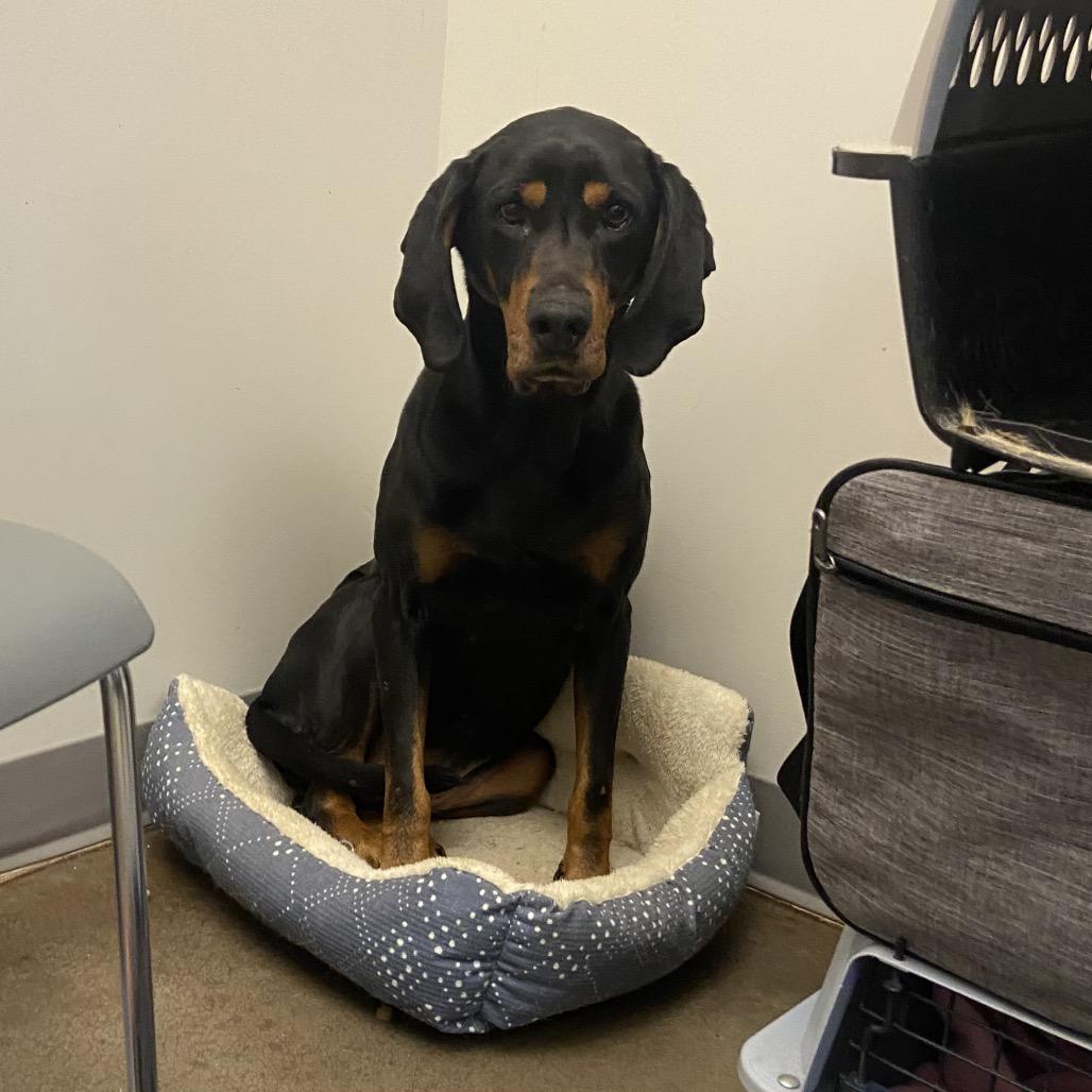 Enlarge Maggie, a Adoptable Hound in Chattanooga, TN image 3/3