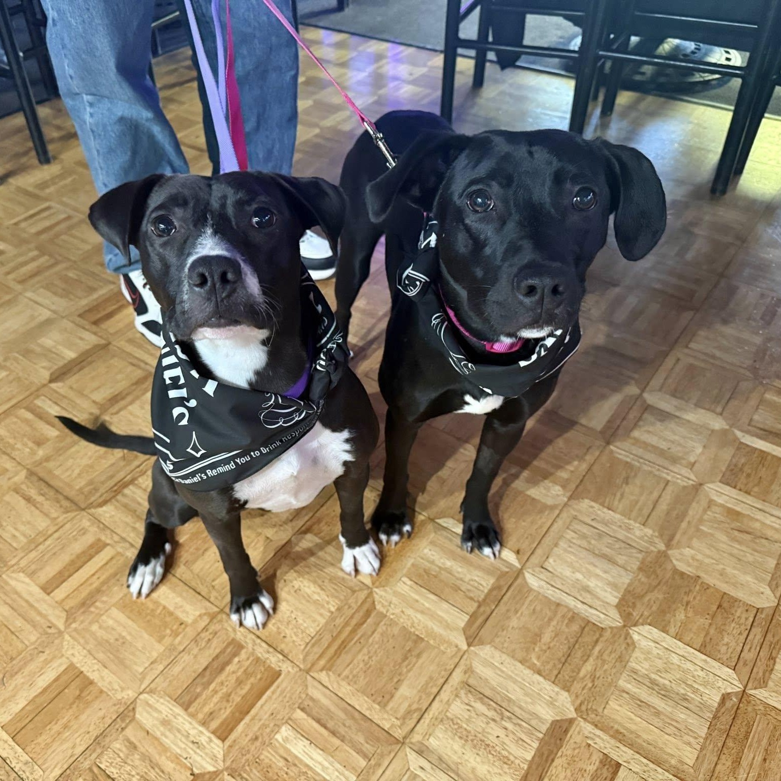 Enlarge Nancy, a Adoptable Pit Bull Terrier in Peotone, IL image 4/6