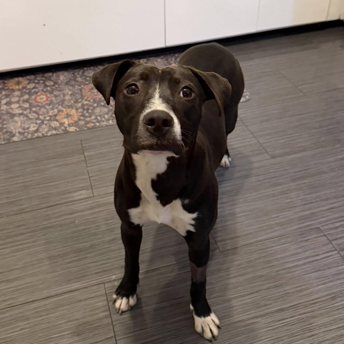 Enlarge Nancy, a Adoptable Pit Bull Terrier in Peotone, IL image 5/6