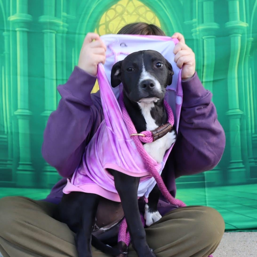 Nancy, Adoptable, Puppy Female Pit Bull Terrier.