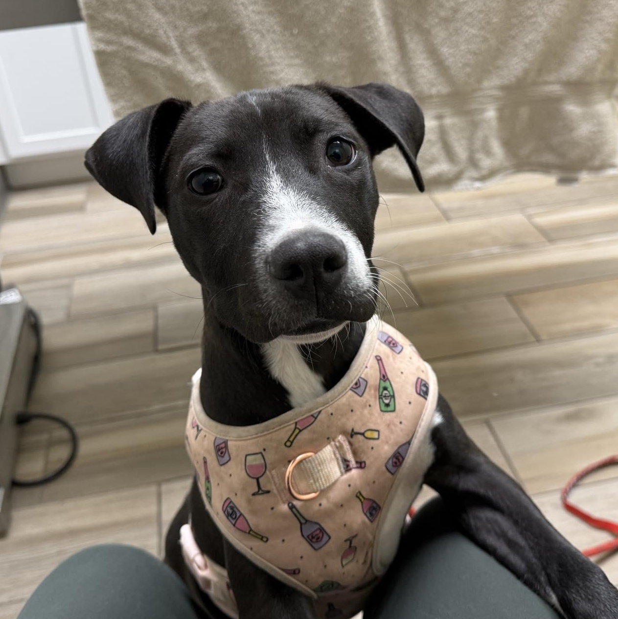 Nancy, a Adoptable Pit Bull Terrier in Westchester, IL image 2/3