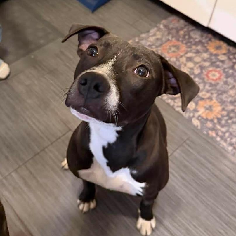Enlarge Nancy, a Adoptable Pit Bull Terrier in Peotone, IL image 1/6