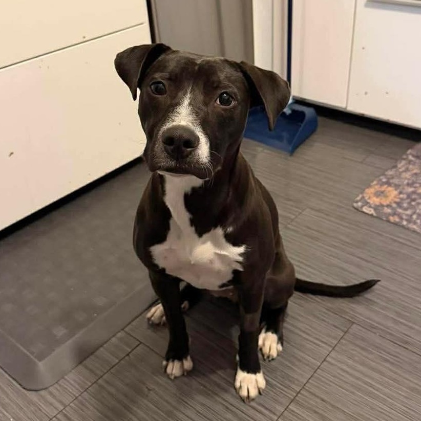 Enlarge Nancy, a Adoptable Pit Bull Terrier in Peotone, IL image 2/6