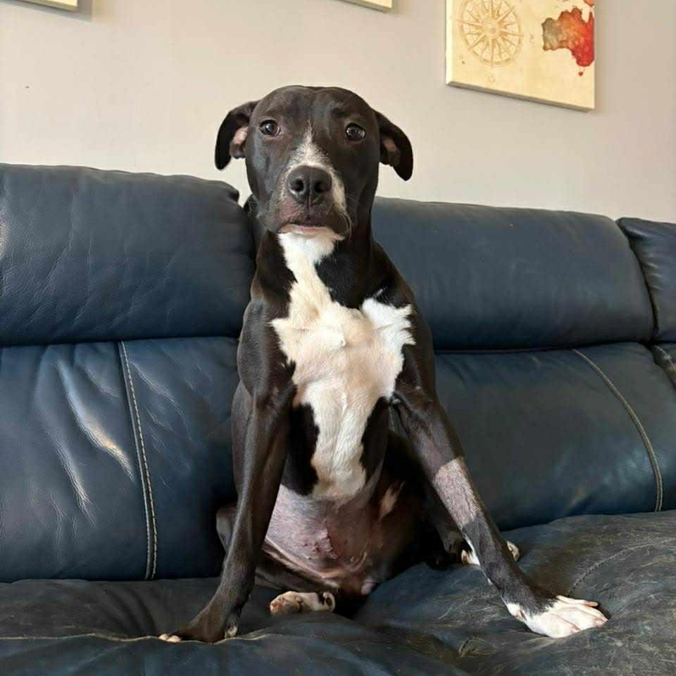 Enlarge Nancy, a Adoptable Pit Bull Terrier in Peotone, IL image 3/6