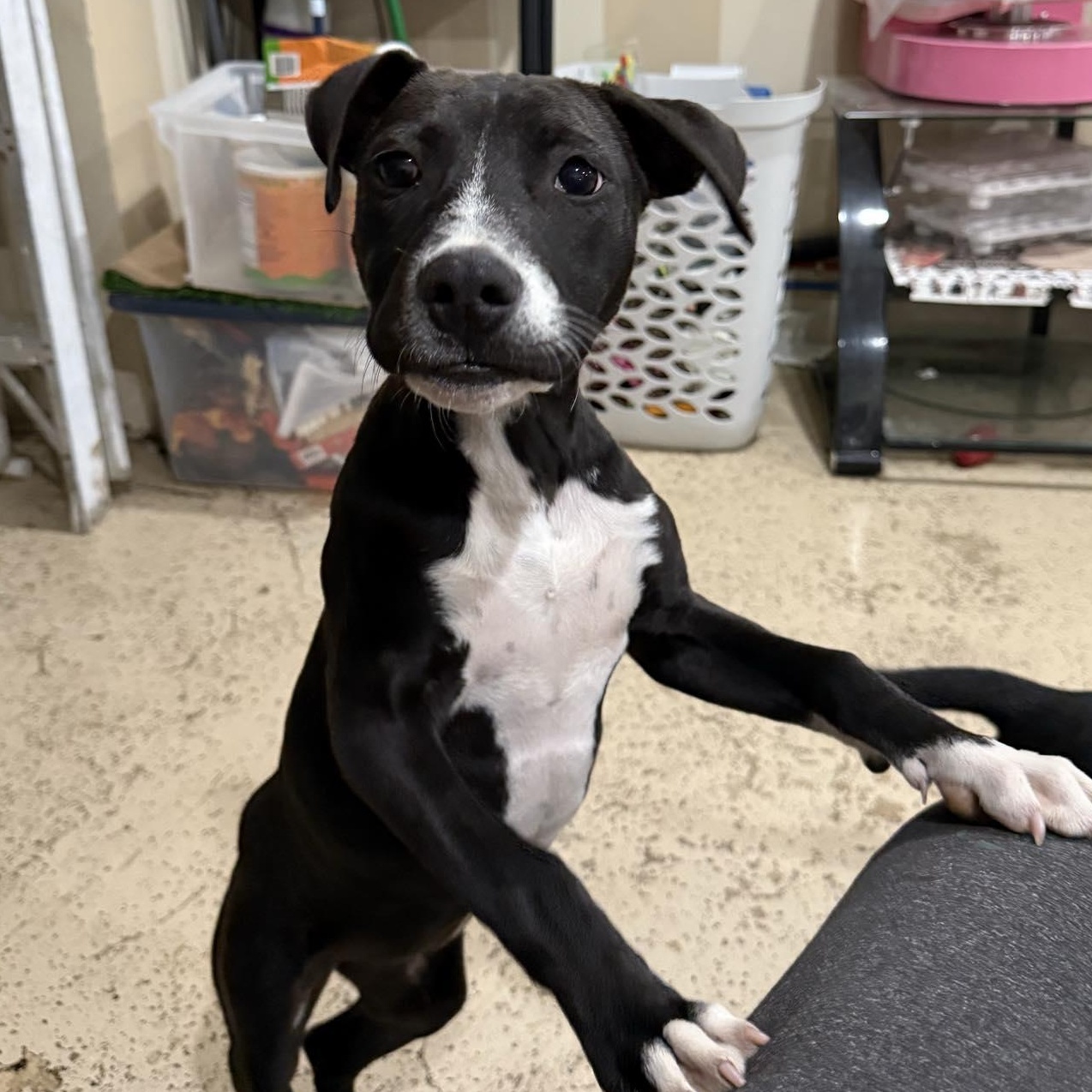 Nancy, a Adoptable Pit Bull Terrier in Westchester, IL image 3/3