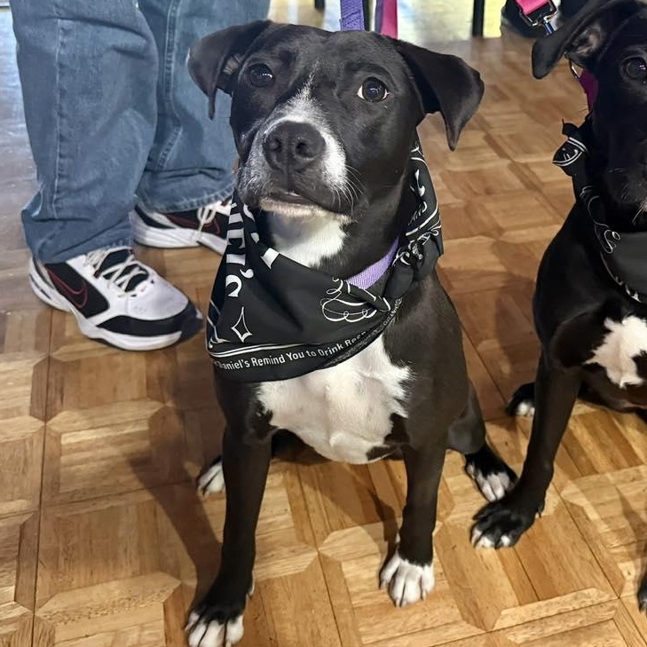 Enlarge Nancy, a Adoptable Pit Bull Terrier in Peotone, IL image 6/6