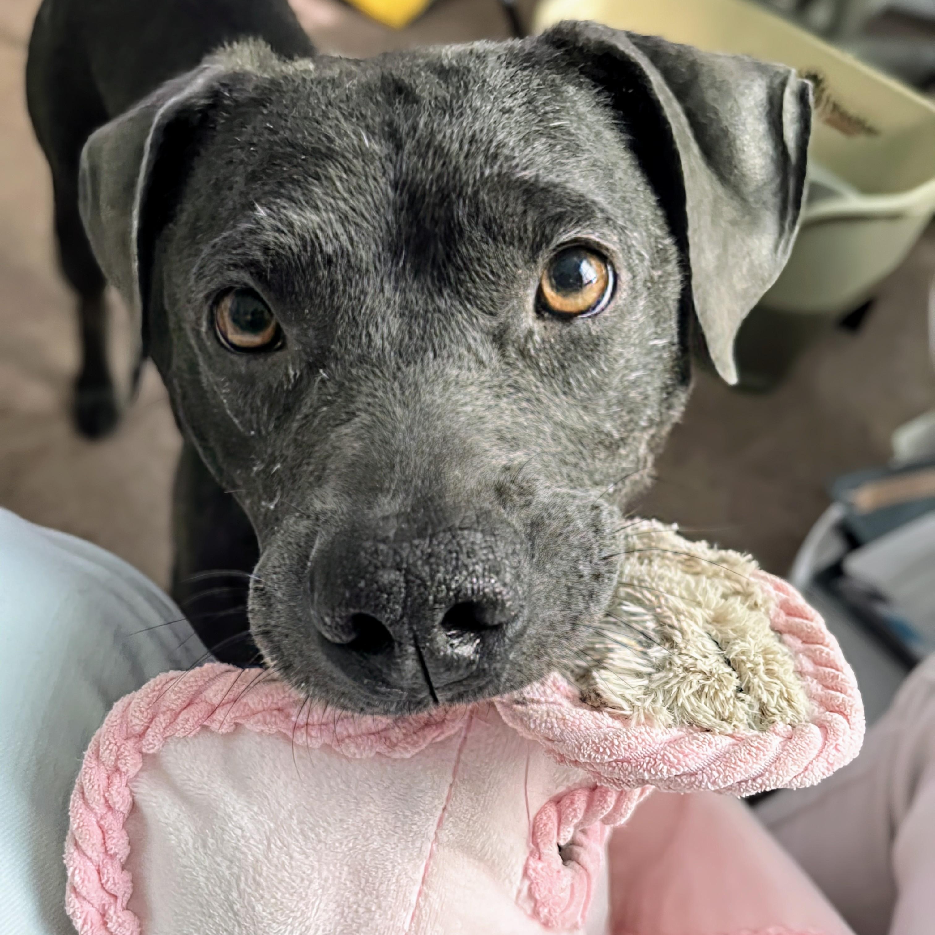 Truffles, a Adoptable mixed breed in Potomac, MD image 2/6