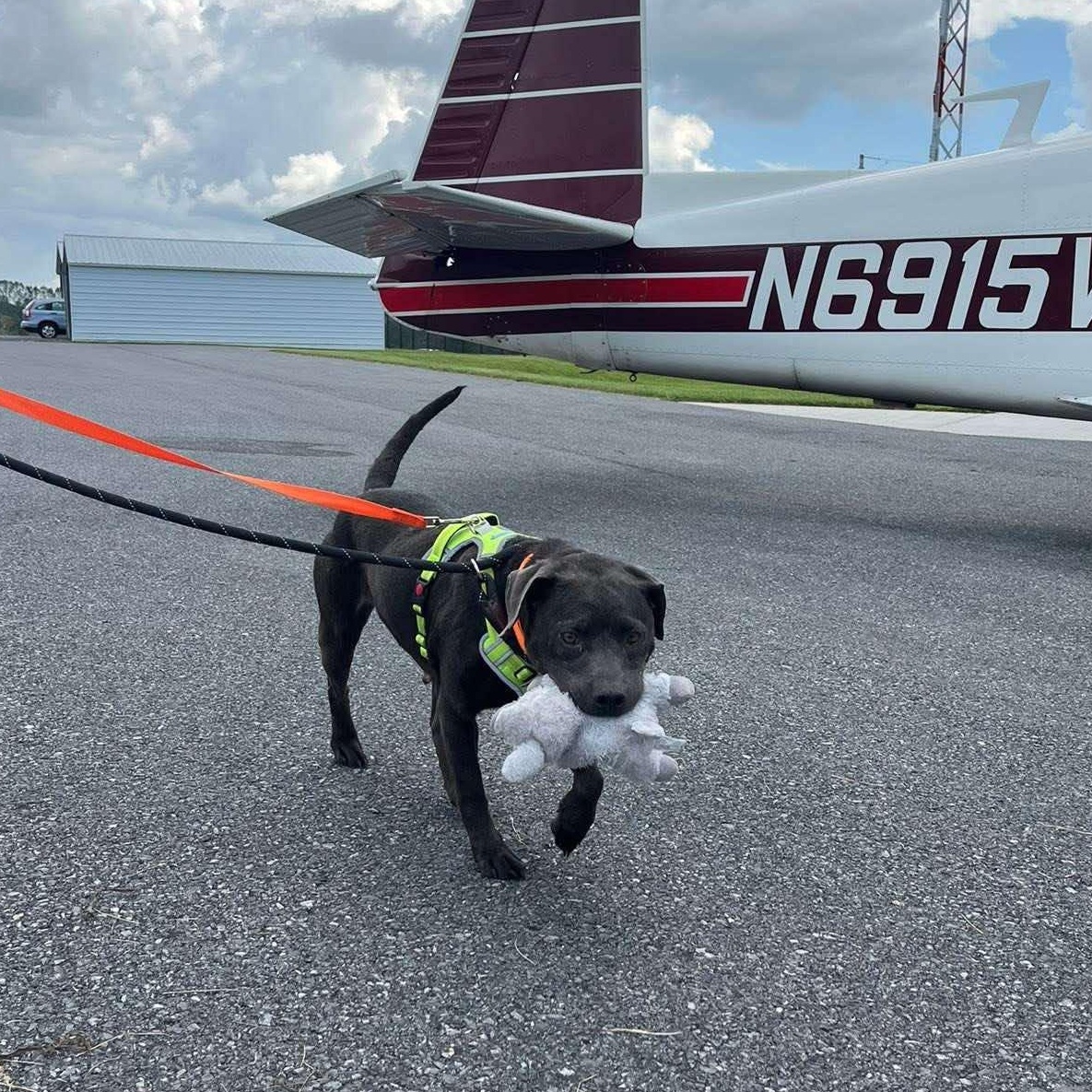 Truffles, a Adoptable mixed breed in Potomac, MD image 5/6
