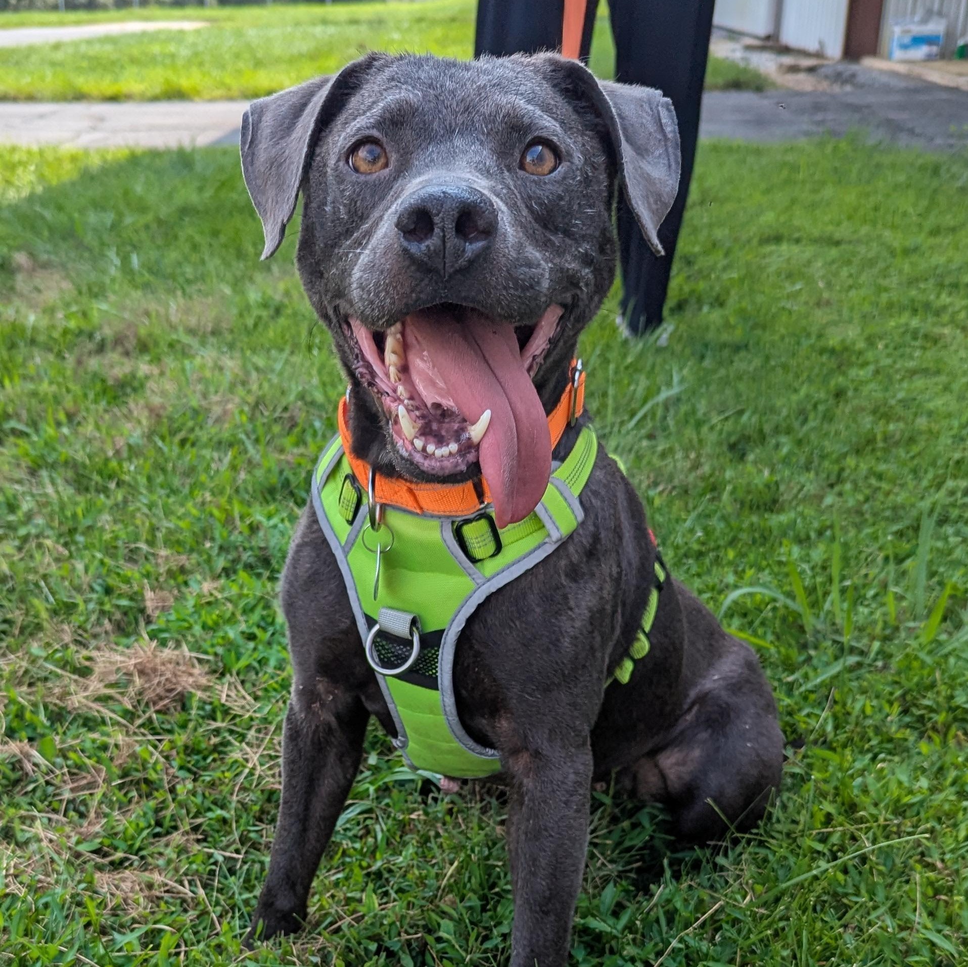 Truffles, a Adoptable mixed breed in Potomac, MD image 3/6