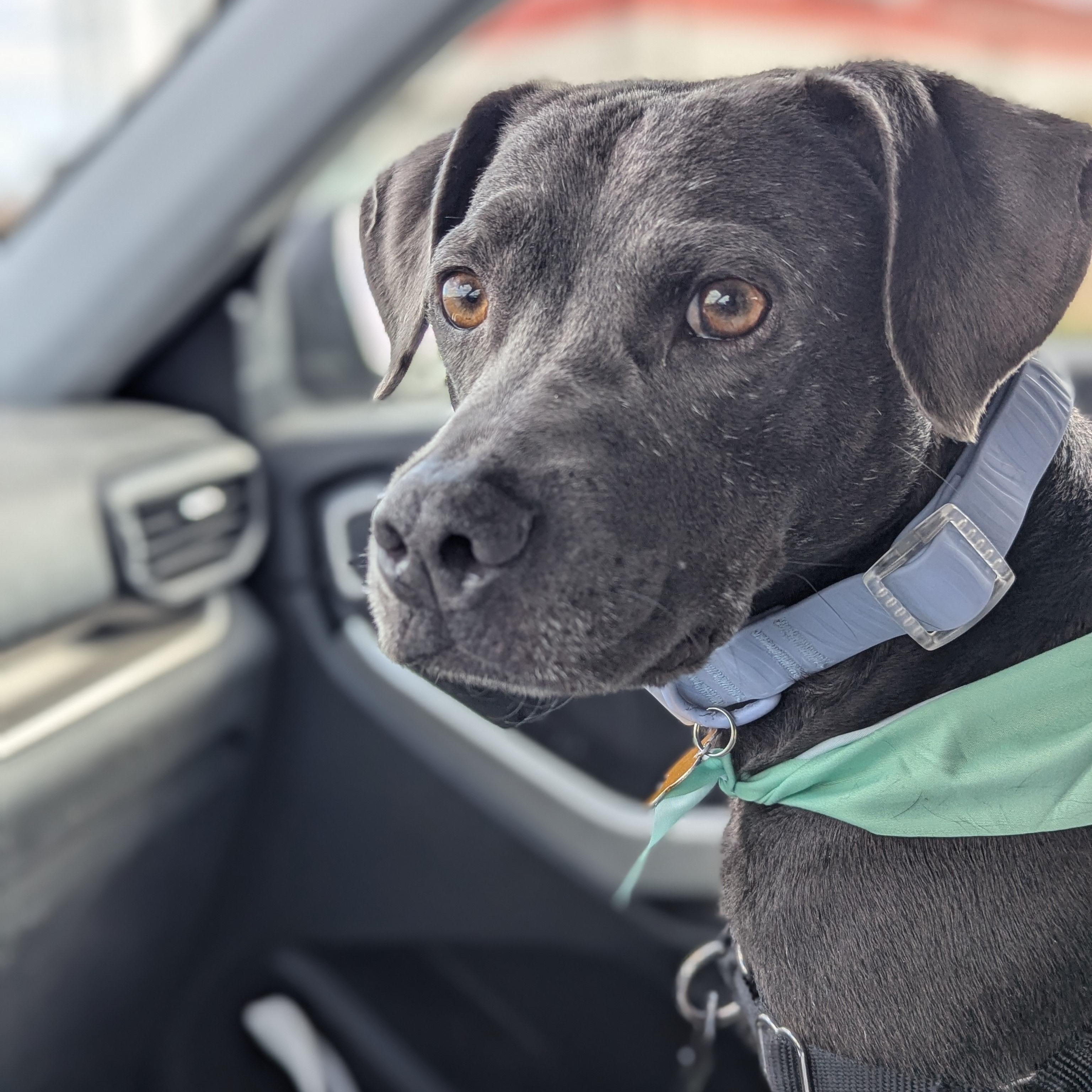 Truffles, a Adoptable mixed breed in Potomac, MD image 1/6