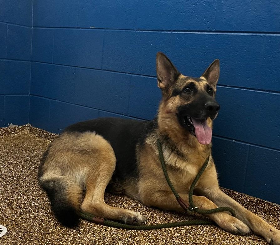 Enlarge BIRCH, a Adoptable German Shepherd Dog in Hastings, MI image 1/2