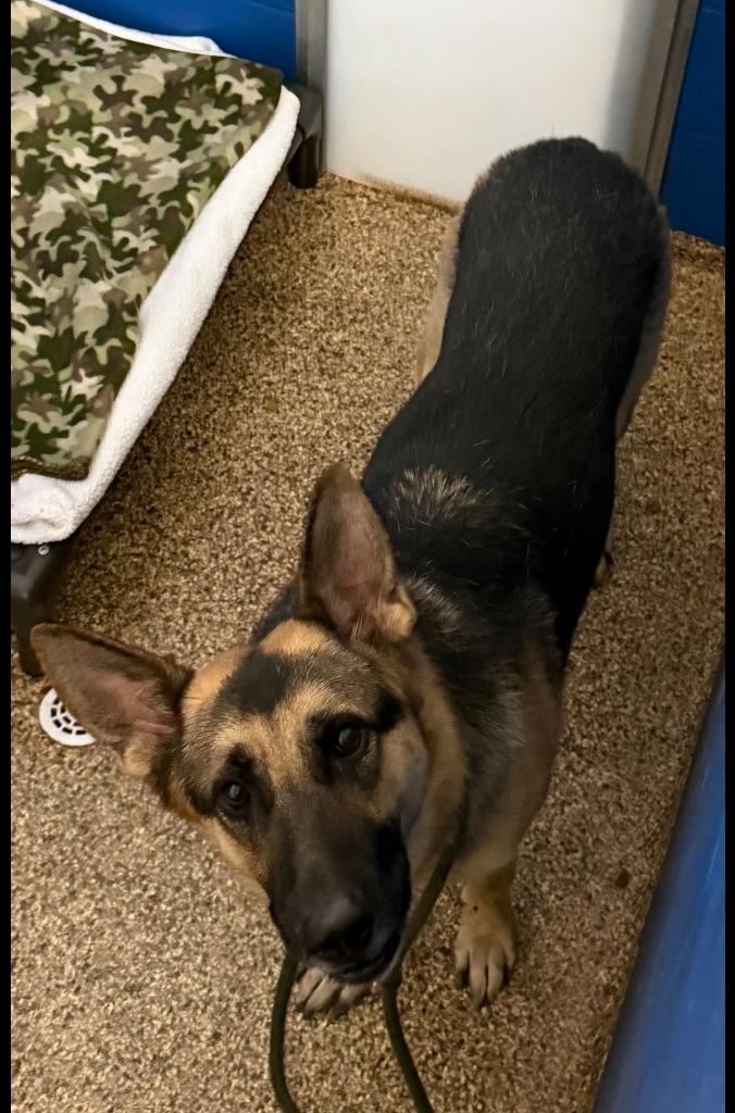 Enlarge BIRCH, a Adoptable German Shepherd Dog in Hastings, MI image 2/2