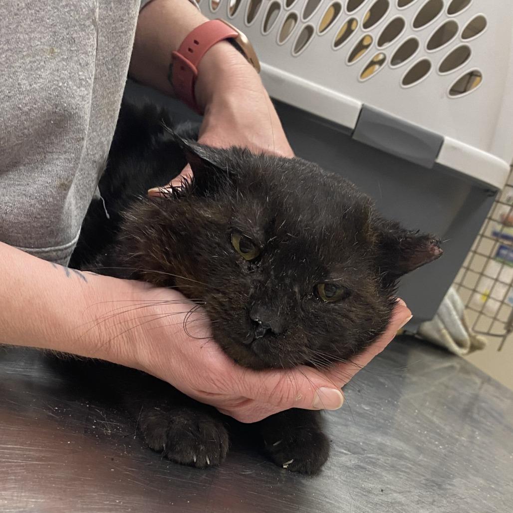 Enlarge Loki - 020309U, a Adoptable Domestic Short Hair in Tupelo, MS image 1/4