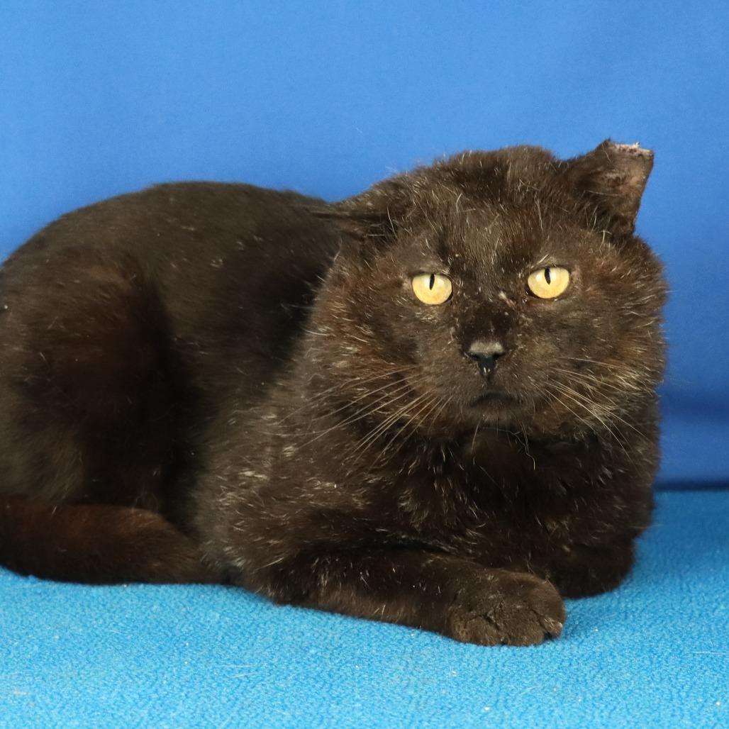 Enlarge Loki - 020309U, a Adoptable Domestic Short Hair in Tupelo, MS image 3/4