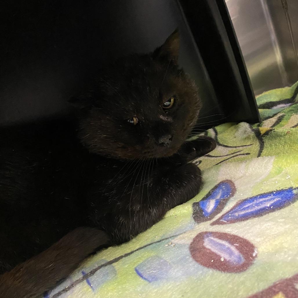 Enlarge Loki - 020309U, a Adoptable Domestic Short Hair in Tupelo, MS image 4/4