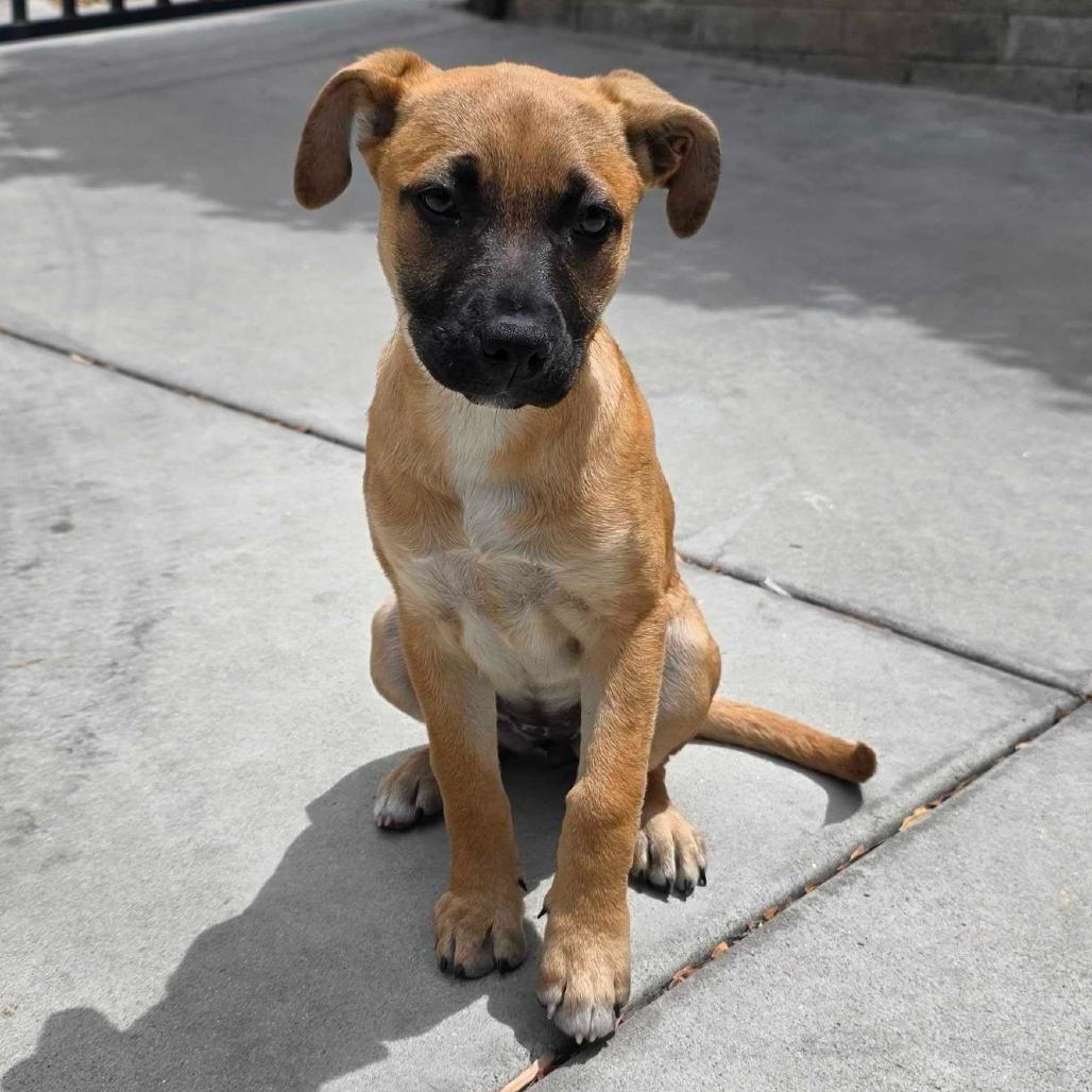 White Claw, a Adoptable Mixed Breed in Escondido, CA image 1/6