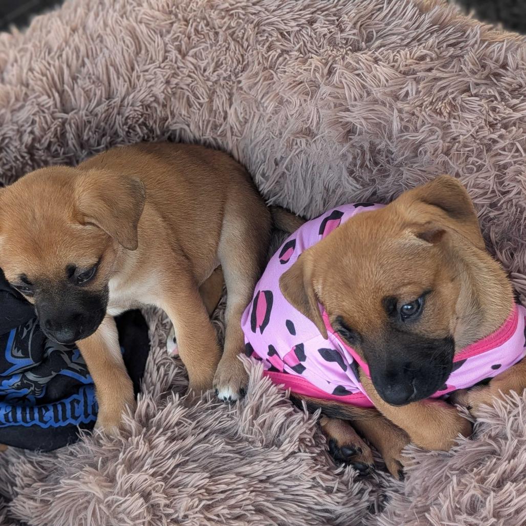 Bunny, Adoptable, Puppy Female Mixed Breed.